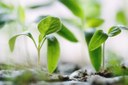 Green growth e Strategia S3: possibili sinergie e direzioni future