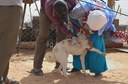 saharawi vaccinazione